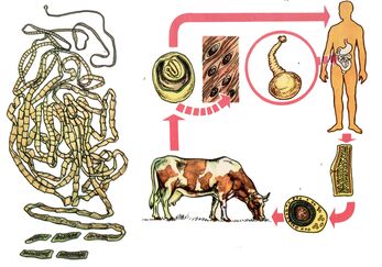 For a very common helminth, a beef tapeworm, a cow serves as the intermediate host, and one person is the last. 