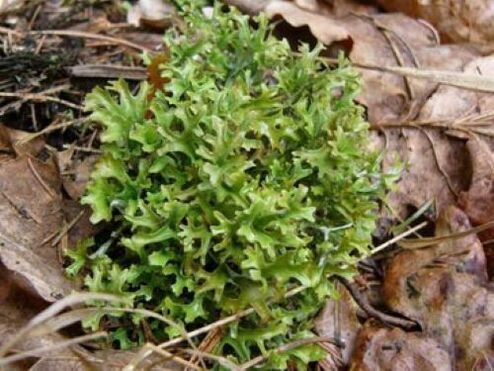 Cetraria caused by parasites in the body