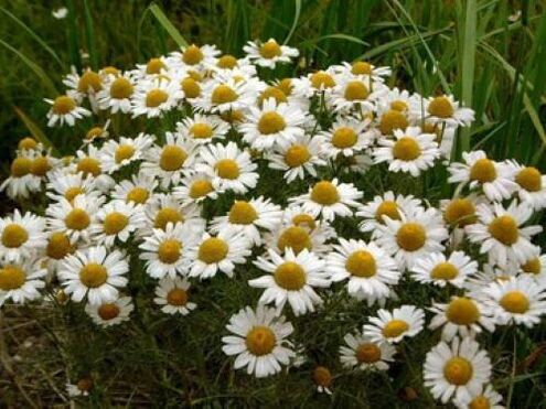 Chamomile against parasites in the body