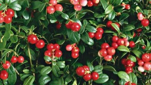 Cranberries against parasites in the body