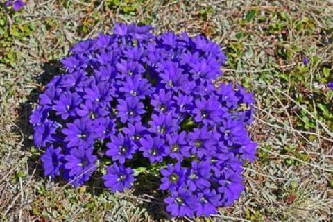 Fever root of parasites in the body