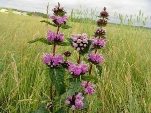 Iron ore plant from parasites in the body