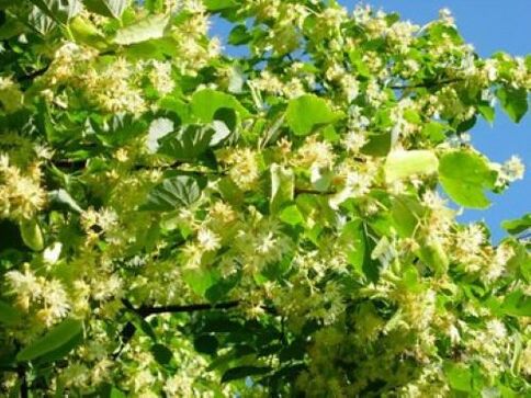 Linden flowers from parasites in the body