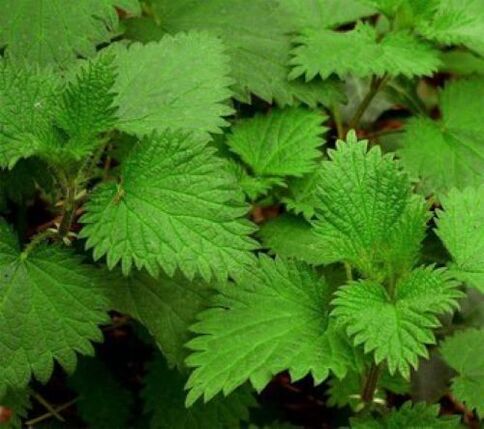 Nettle against parasites in the human body