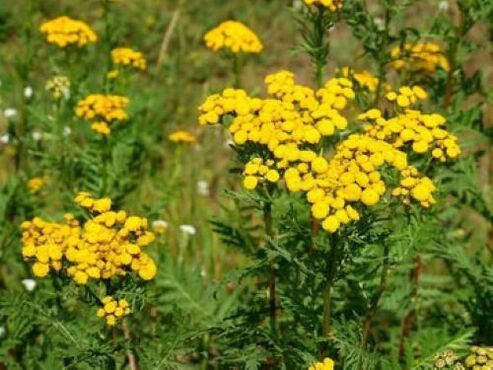Tansy caused by parasites in the human body