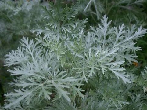 Wormwood against parasites in the body