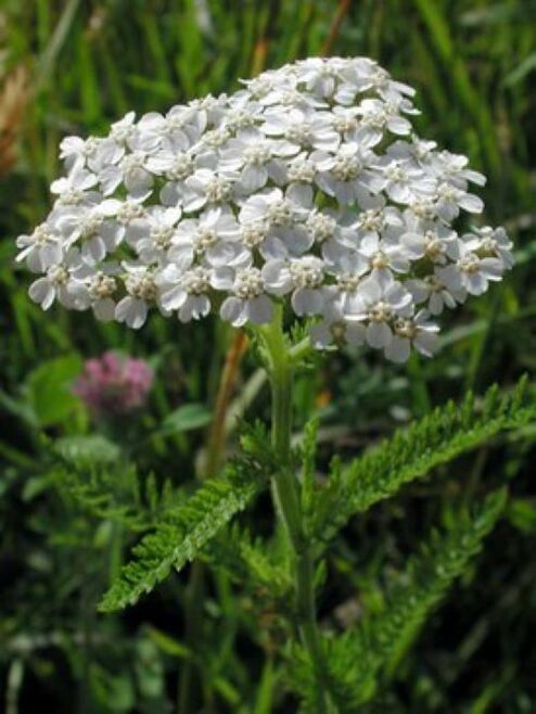 Yarrow against parasites in the body