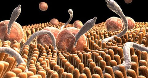 Parasites in the human body