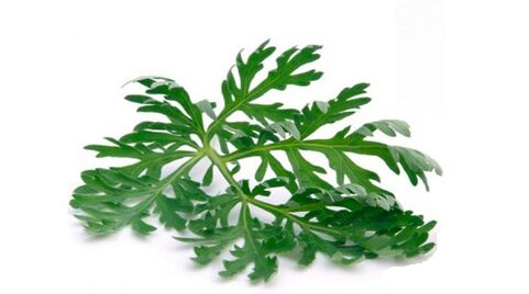 Wormwood to remove parasites from the body