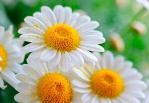 Cure from chamomile flowers - a remedy for getting rid of worms