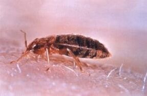 Bed bug is a parasite that feeds on human blood