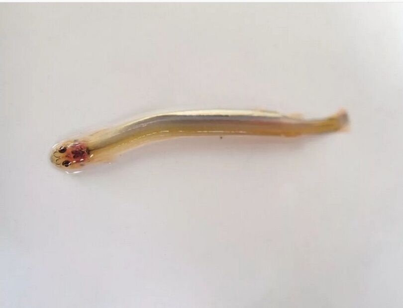Wandellia purred - a dangerous parasitic fish