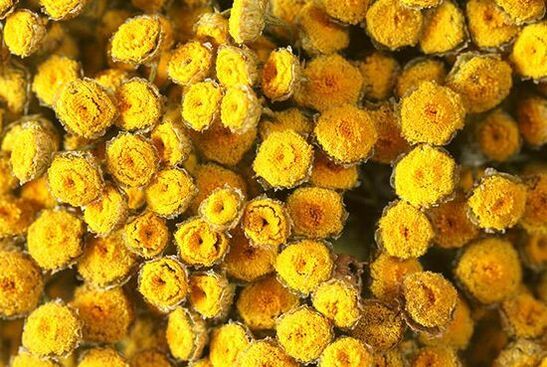 Tansy contains substances that are toxic to humans
