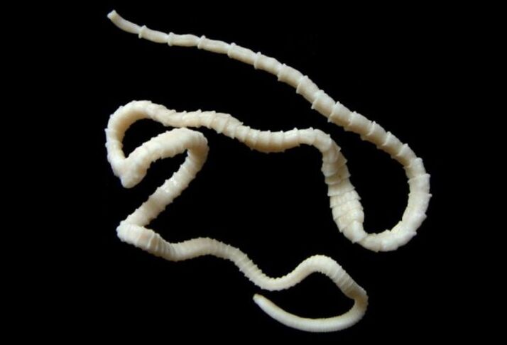 A broad tapeworm infects humans through fish