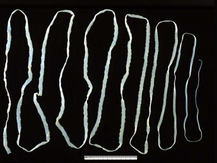 Beef tapeworm enters a person through beef