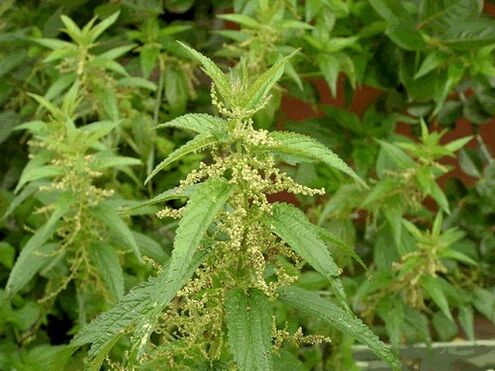 Nettle used to cleanse the body from parasites