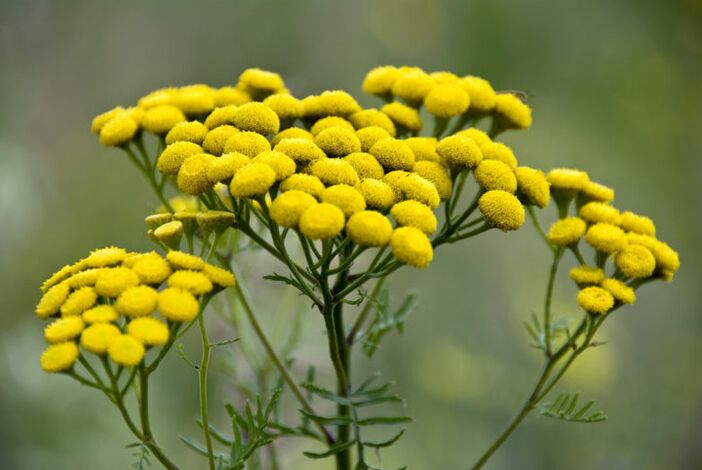 Bitter tansy helps remove parasites from the body