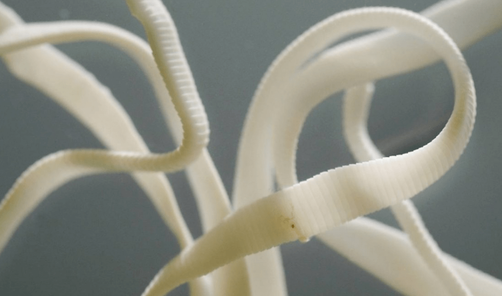A tapeworm that reaches an impressive length