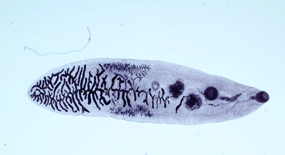Parasite from the class of flukes (trematodes)