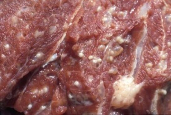 Meat contaminated with trichinella - dangerous parasites